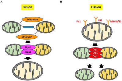 Current Understanding of the Pivotal Role of Mitochondrial Dynamics in Cardiovascular Diseases and Senescence